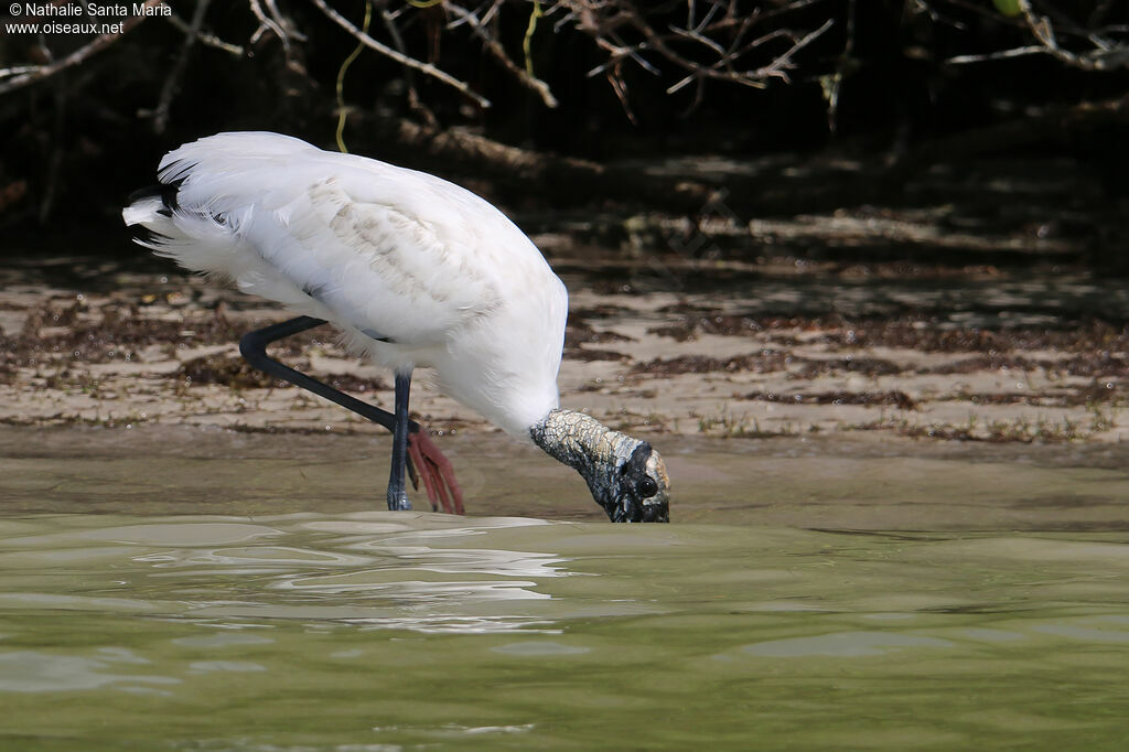 Tantale d'Amériqueadulte, identification, marche, pêche/chasse