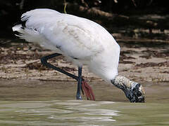 Wood Stork