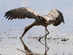 Yellow-billed Stork