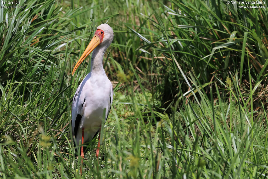 Tantale ibisadulte, identification, habitat