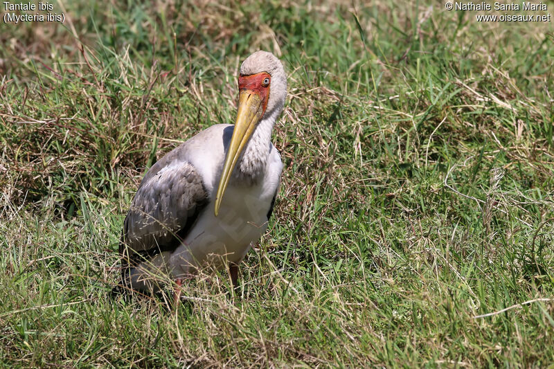 Tantale ibisjuvénile, identification, habitat