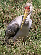 Yellow-billed Stork