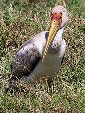 Tantale ibis