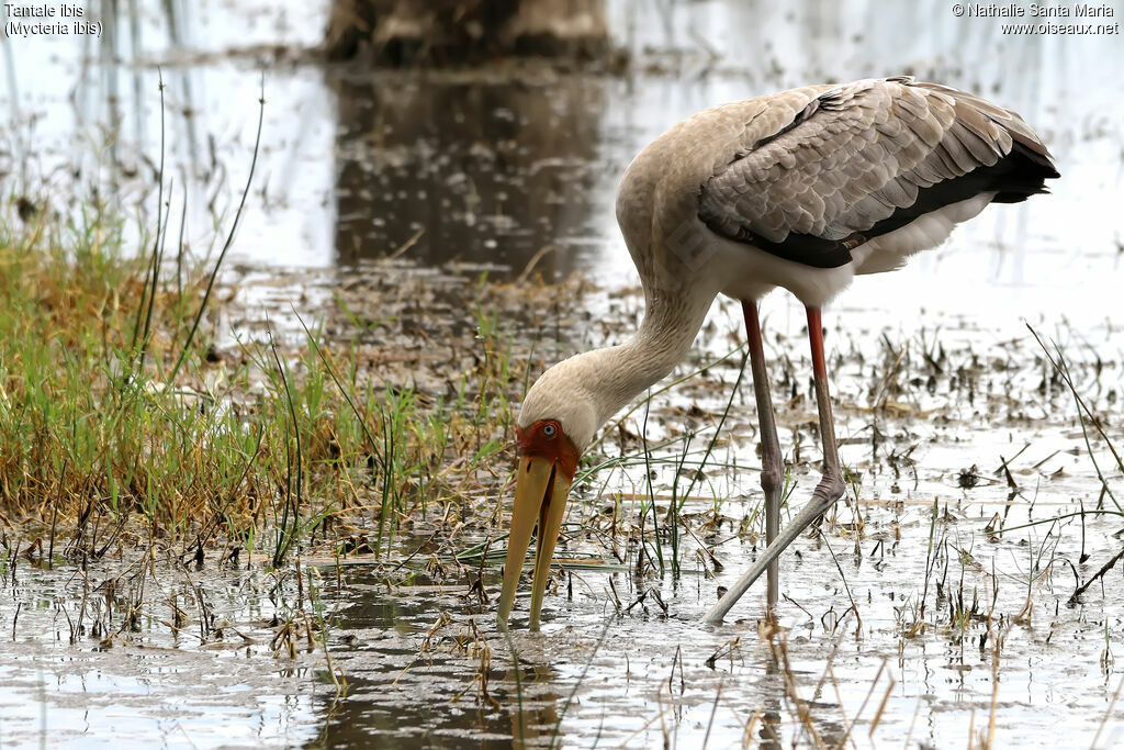 Yellow-billed Storkimmature, identification, habitat, fishing/hunting