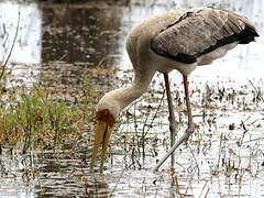 Yellow-billed Stork