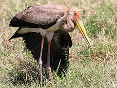 Yellow-billed Stork