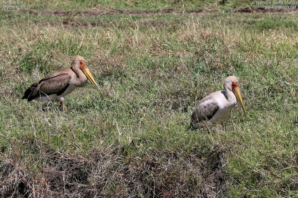 Yellow-billed Storkjuvenile, identification, habitat