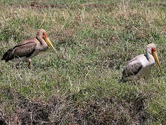 Yellow-billed Stork