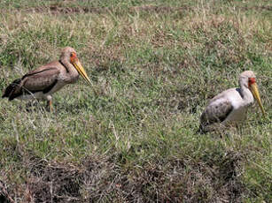 Tantale ibis