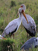 Yellow-billed Stork