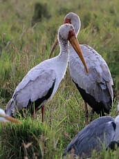 Tantale ibis