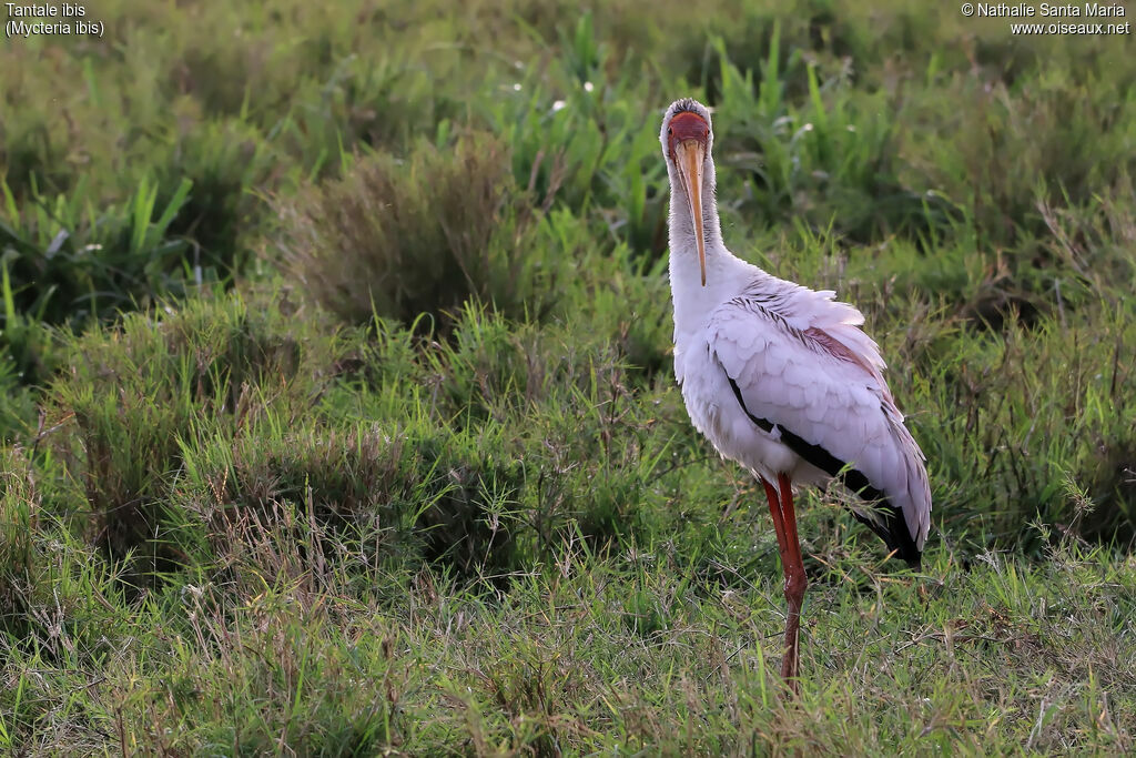 Tantale ibisadulte nuptial, identification, habitat