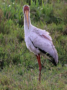 Yellow-billed Stork