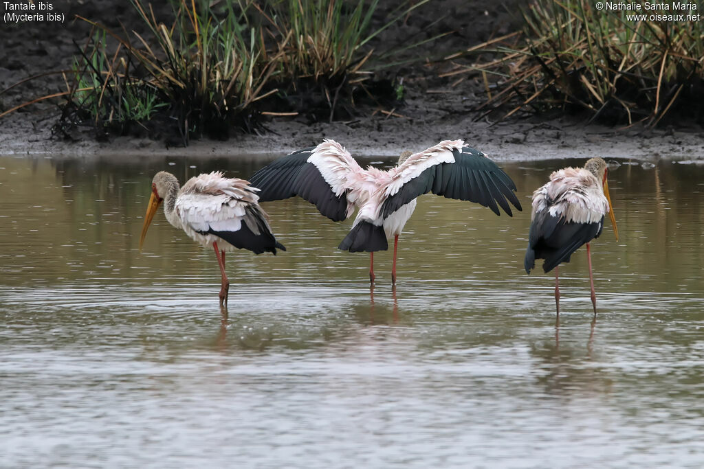 Tantale ibisadulte nuptial, habitat