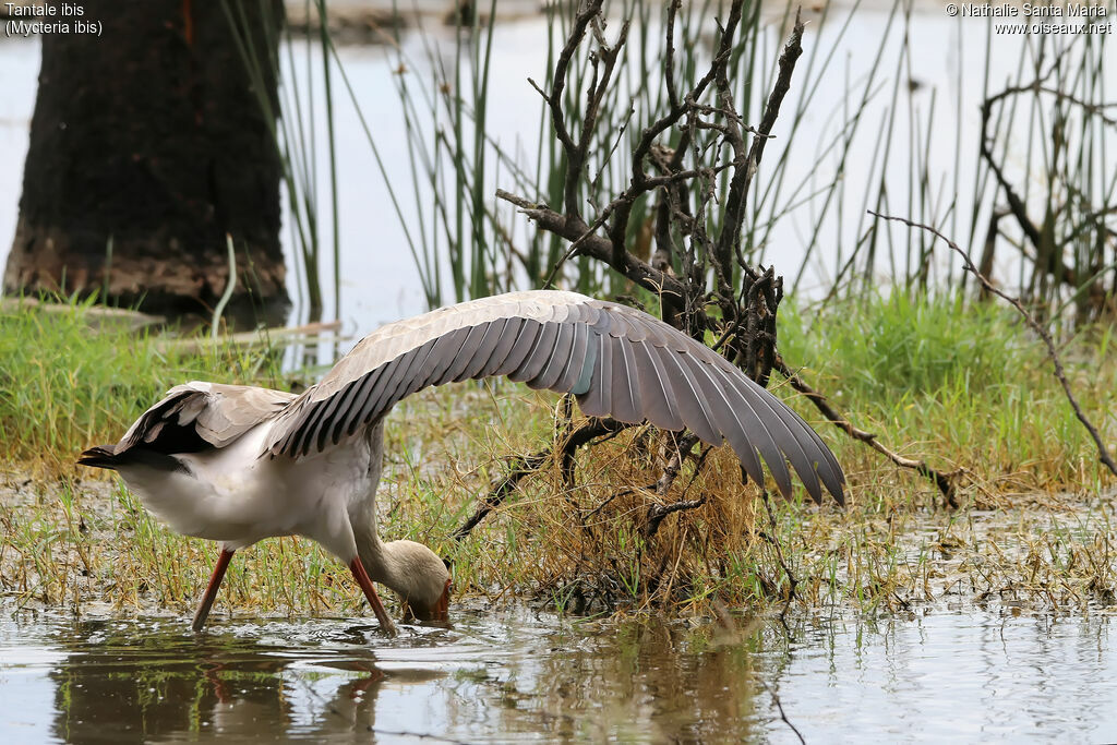 Yellow-billed Stork