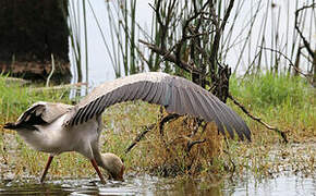 Yellow-billed Stork