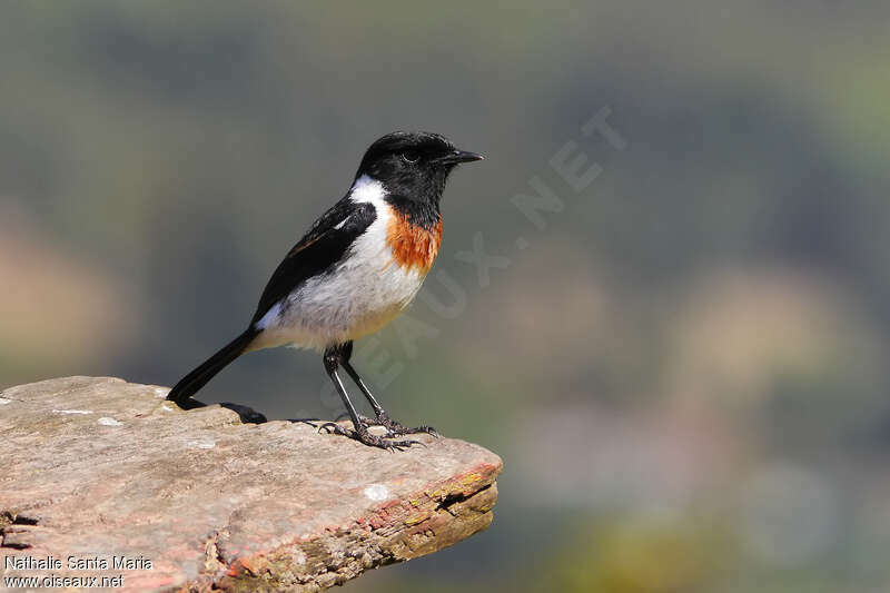 African Stonechat male adult breeding, identification