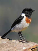 African Stonechat