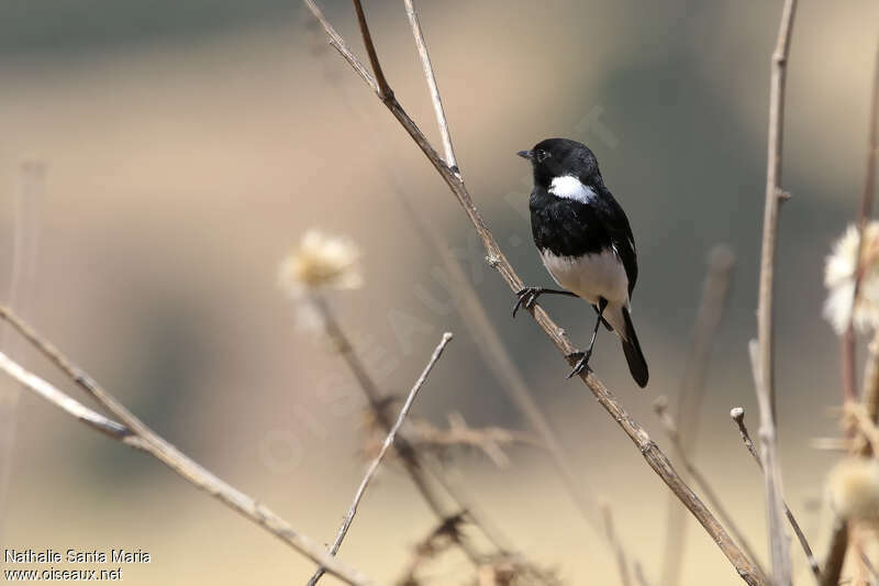 African Stonechat male adult breeding, close-up portrait