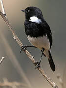 African Stonechat