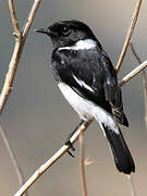 African Stonechat