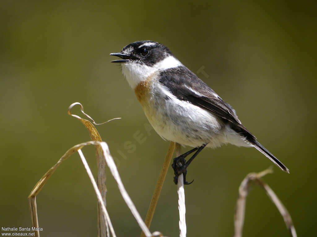 Reunion Stonechat male adult breeding, song