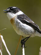 Reunion Stonechat