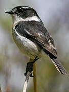 Reunion Stonechat