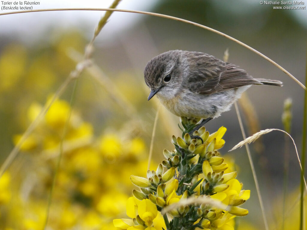 Tarier de la Réunionadulte, identification, habitat, pêche/chasse, Comportement