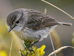 Reunion Stonechat