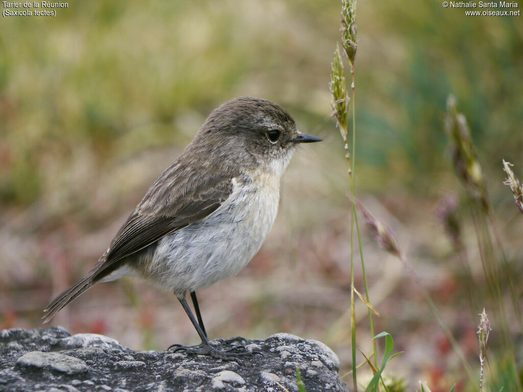 Tarier de la Réunionadulte, identification, Comportement