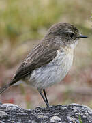 Reunion Stonechat