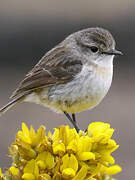 Reunion Stonechat