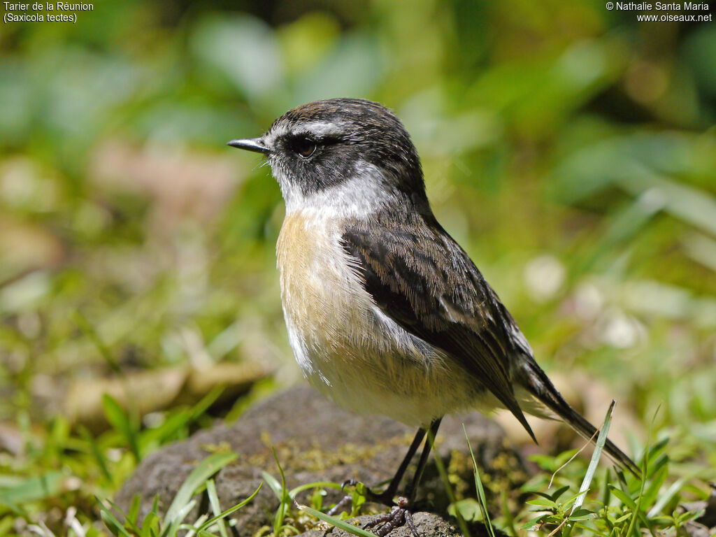 Reunion Stonechat male adult breeding, identification, close-up portrait, habitat, Behaviour