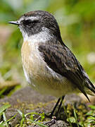 Reunion Stonechat