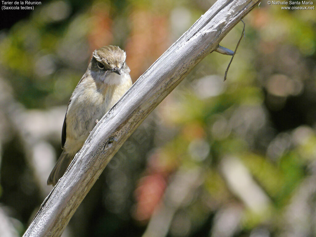 Reunion Stonechatadult, identification, Behaviour