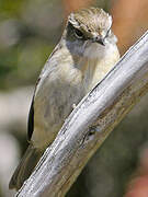 Reunion Stonechat