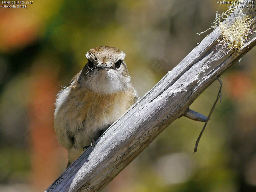 Reunion Stonechatadult, identification, Behaviour