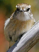 Reunion Stonechat