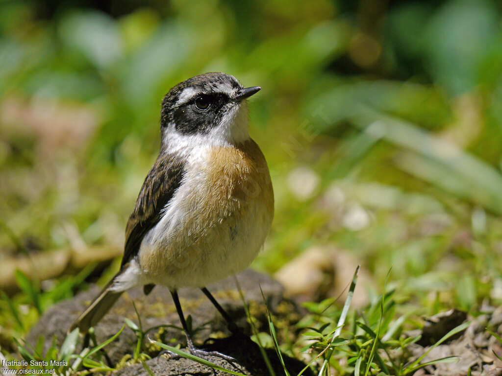 Reunion Stonechat male adult breeding, walking