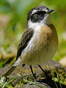 Reunion Stonechat