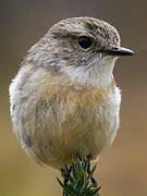 Reunion Stonechat