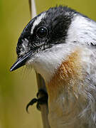 Reunion Stonechat