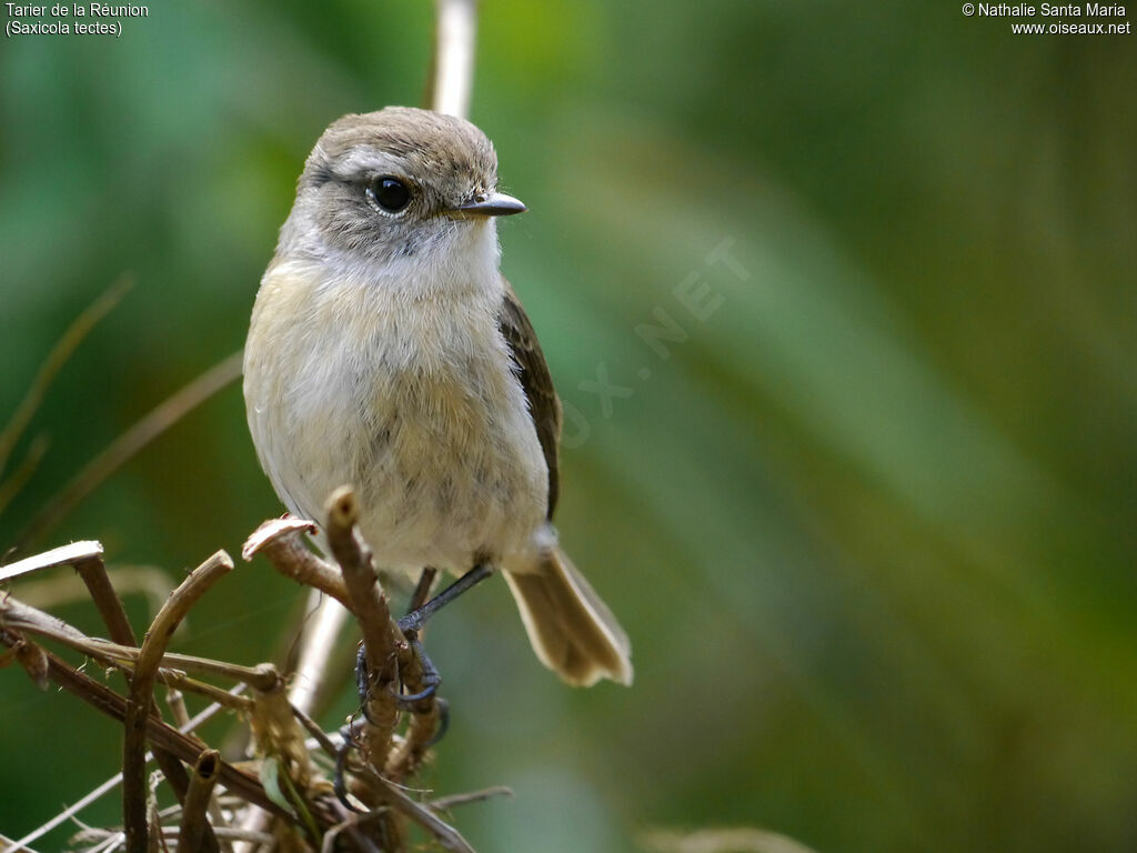 Tarier de la Réunionadulte, identification, Comportement