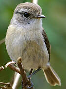 Reunion Stonechat