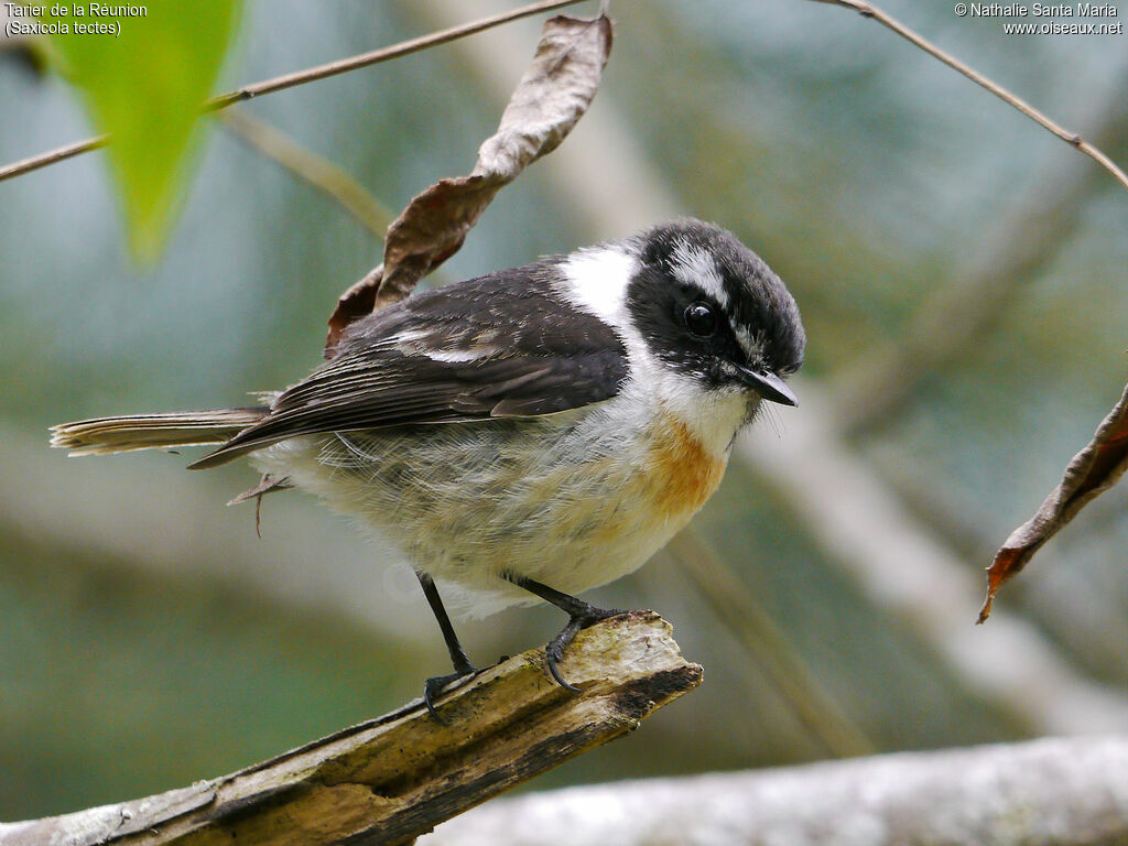 Tarier de la Réunion mâle adulte nuptial, identification, pêche/chasse, Comportement