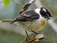 Reunion Stonechat