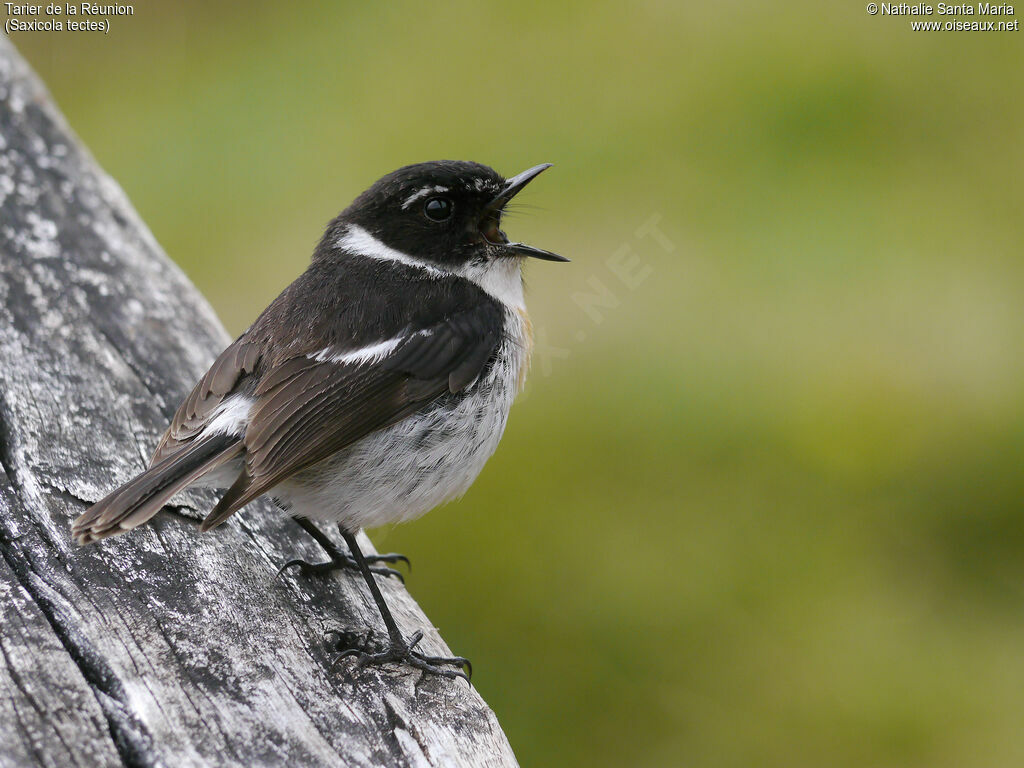 Reunion Stonechat male adult breeding, identification, song