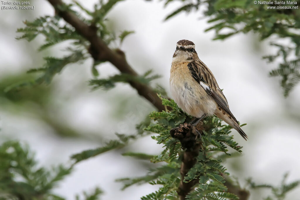 Tarier des prés mâle adulte internuptial, identification, habitat