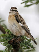 Whinchat